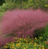 Декоративна трева розово-пурпурна Texas (Muhlenbergia Capillaris)