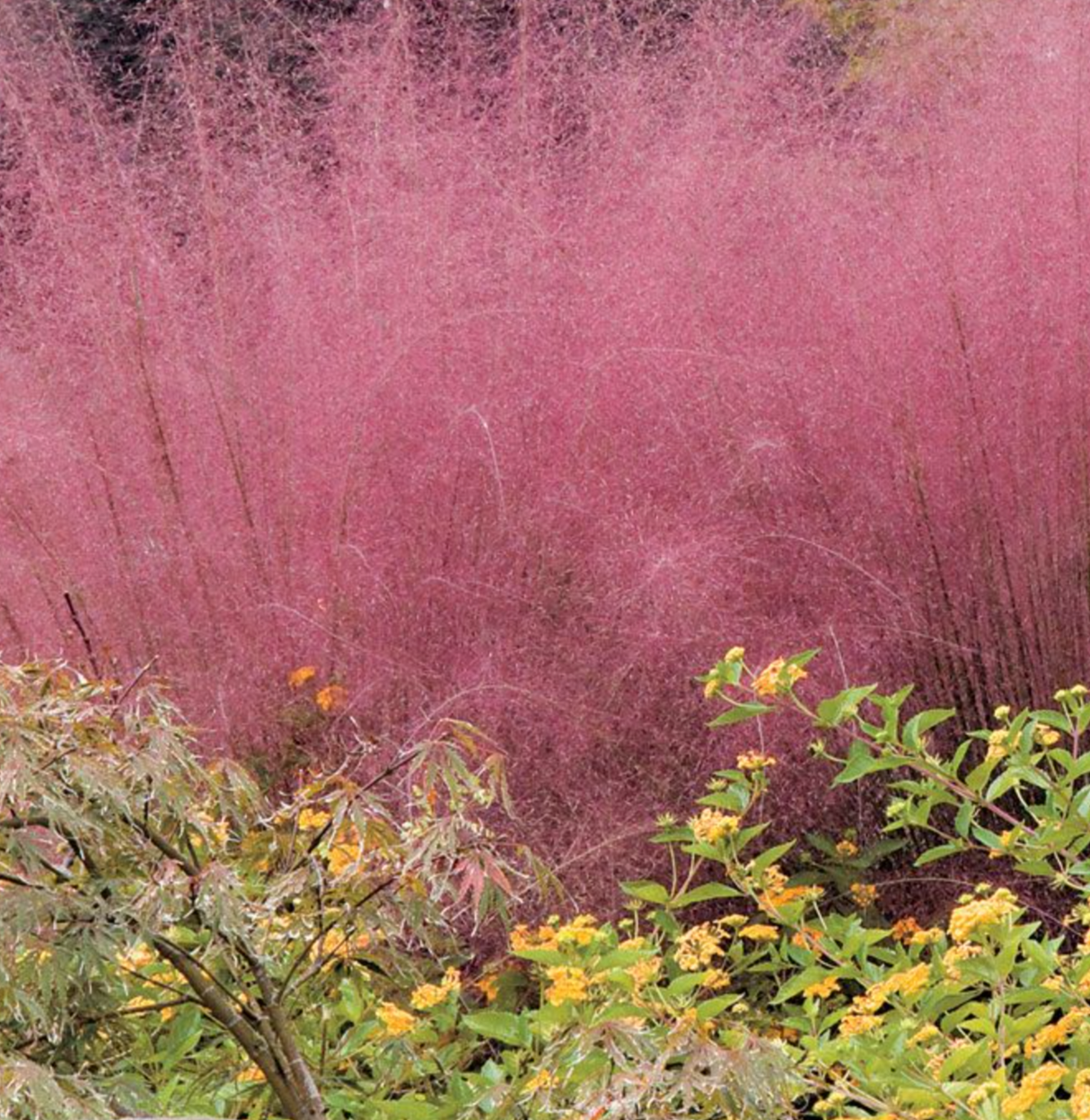 Декоративна трева розово-пурпурна Texas (Muhlenbergia Capillaris)