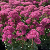 Тлъстига Sedum Carl, със зелено-синкави листа и яркорозови цветове