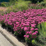 Тлъстига Sedum Carl, със зелено-синкави листа и яркорозови цветове