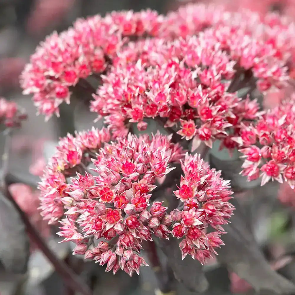 Iarba Grasa Sedum Jose Aubergine, frunzis mov-inchis si flori roz, ce se intensifica la soare