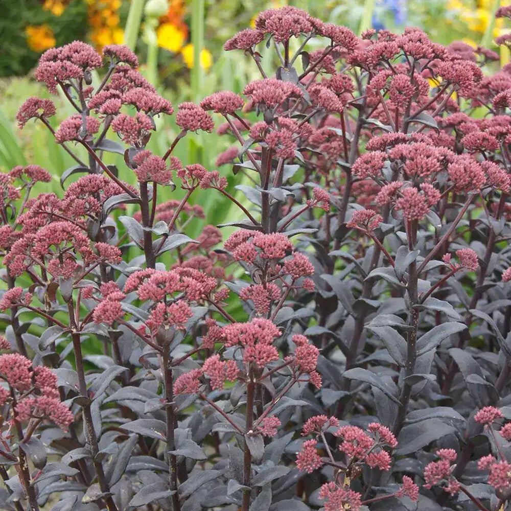 Iarba Grasa Sedum Jose Aubergine, frunzis mov-inchis si flori roz, ce se intensifica la soare