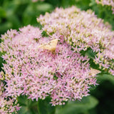 Soc negru Thundercloud, cu frunzis purpuriu, fructe purpurii gustoase si flori roz