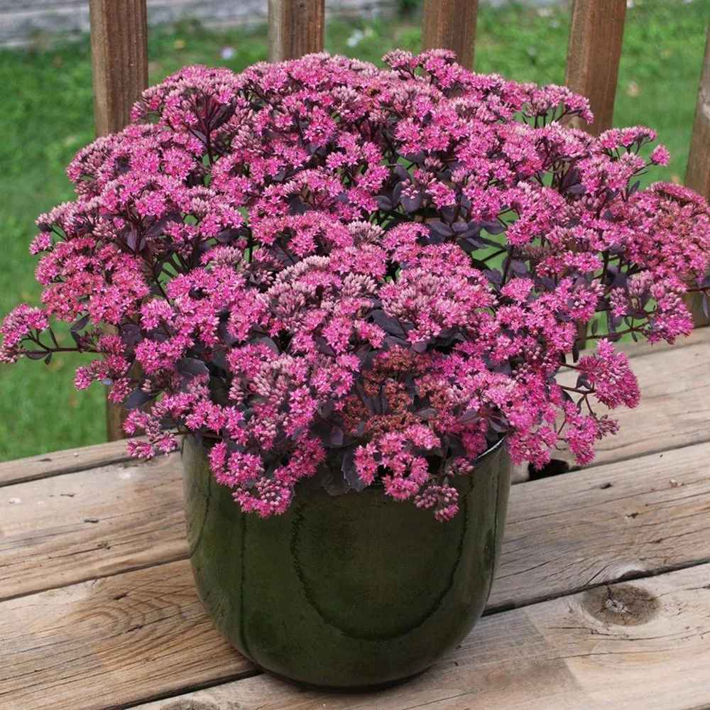 Iarba Grasa (Sedum) Seduction Rose Charm