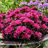 Iarba Grasa (Sedum) Spot On Deep Rose, Inflorescente bogate roz intens, planta perena decorativa, rezistenta la seceta