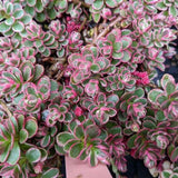 Black Friday - Reduceri Iarba Grasa (Sedum) Tricolor Promotie