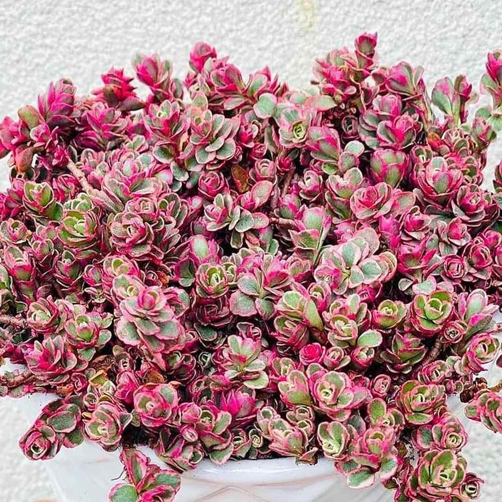 Iarba Grasa (Sedum) Tricolor