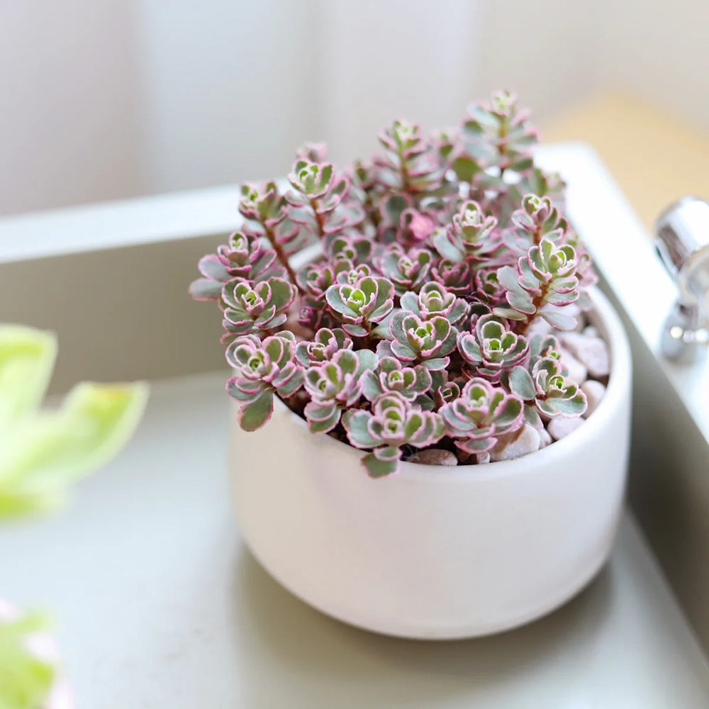 Iarba Grasa (Sedum) Tricolor
