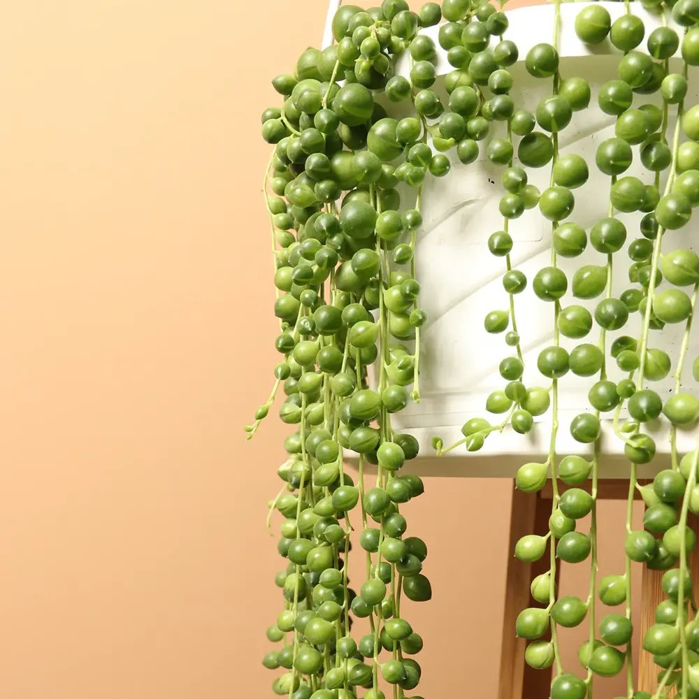 Sirag de perle Senecio Rowleyanus, planta suculenta curgatoare, planta interior suspendata decorativa - 20 cm