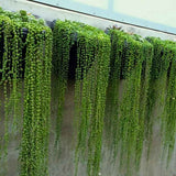 Sirag de perle Senecio Rowleyanus, planta suculenta curgatoare, planta interior suspendata decorativa - 20 cm