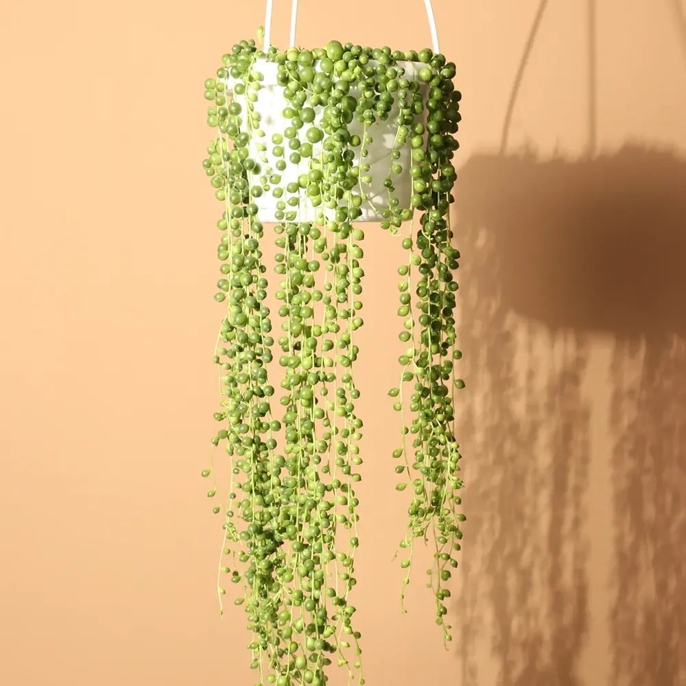 Sirag de perle Senecio Rowleyanus, planta suculenta curgatoare, planta interior suspendata decorativa - 20 cm
