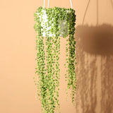 Sirag de perle Senecio Rowleyanus, planta suculenta curgatoare, planta interior suspendata decorativa - 20 cm