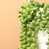 Sirag de perle Senecio Rowleyanus, planta suculenta curgatoare, planta interior suspendata decorativa- 25 cm
