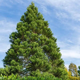 Arborele Mamut, Sequoia Healthy Mammoth One (Sequoiadendron Giganteum), conifer cu ace verde-albastrui, aspect metalic usor, arbore decorativ urias, vesnic verde, coroana piramidala