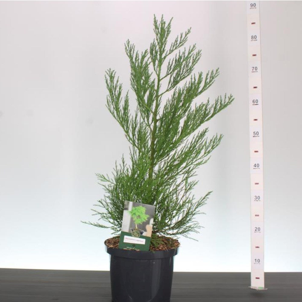 Мамутско дърво, гигантска секвоя (Sequoiadendron Giganteum), иглолистно с синьо-зелени игли, лек метален ефект, декоративно гигантско дърво, вечнозелено, пирамидална корона