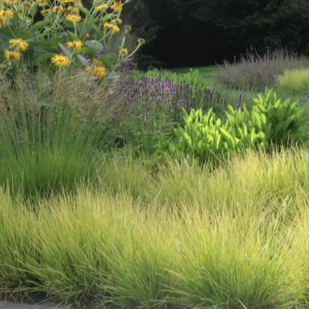 Iarba ornamentala Sesleria Tomnatica