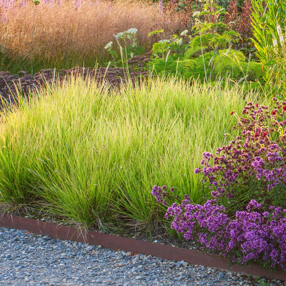 Iarba ornamentala Sesleria Tomnatica