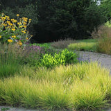 Iarba ornamentala Sesleria Tomnatica