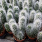 Cactusul Silver Torch (Cleistocactus Straussii), tulpina eleganta cu tepi albi, rezistent
