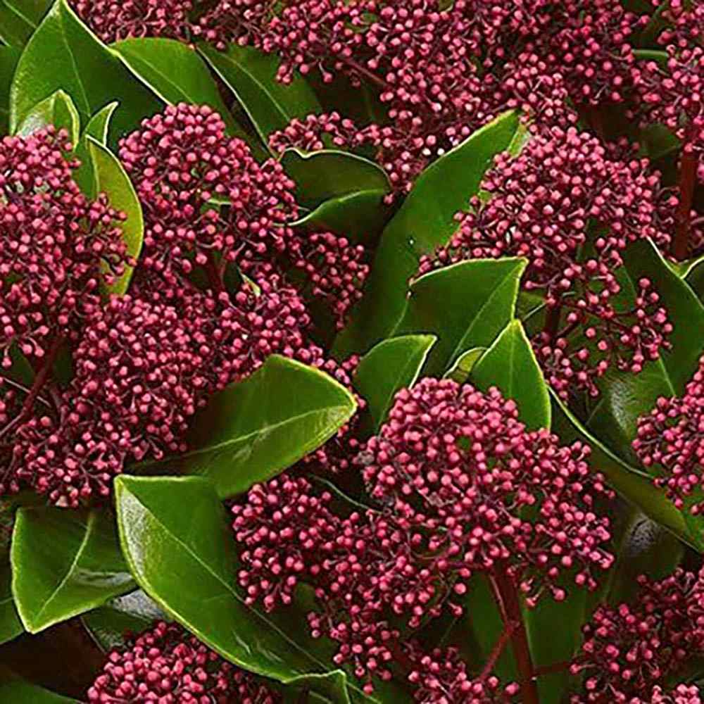 Liliac Japonez rosu-aprins (Skimmia Perosa), cu flori rosii-purpuriu