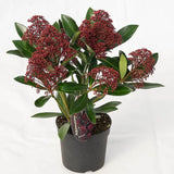 Liliac Japonez rosu-aprins (Skimmia Perosa), cu flori rosii-purpuriu