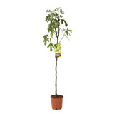 Smochin Copac (Ficus Carica) Brogiotto Bianco, cu fructe galben-verzui, an 2 pe rod