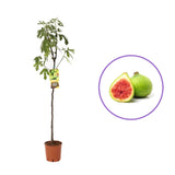 Smochin Copac (Ficus Carica) Brogiotto Bianco, cu fructe galben-verzui, an 2 pe rod