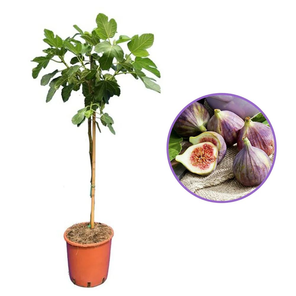 Смокиново дърво (Ficus Carica) Brown Turkey, със сладки плодове, 2-ра година плододаващо