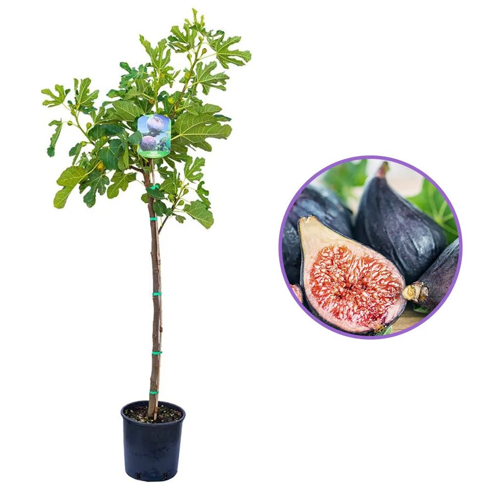 Смокиново дърво (Ficus Carica), със сладки черни плодове, 2-ра година плододаващо