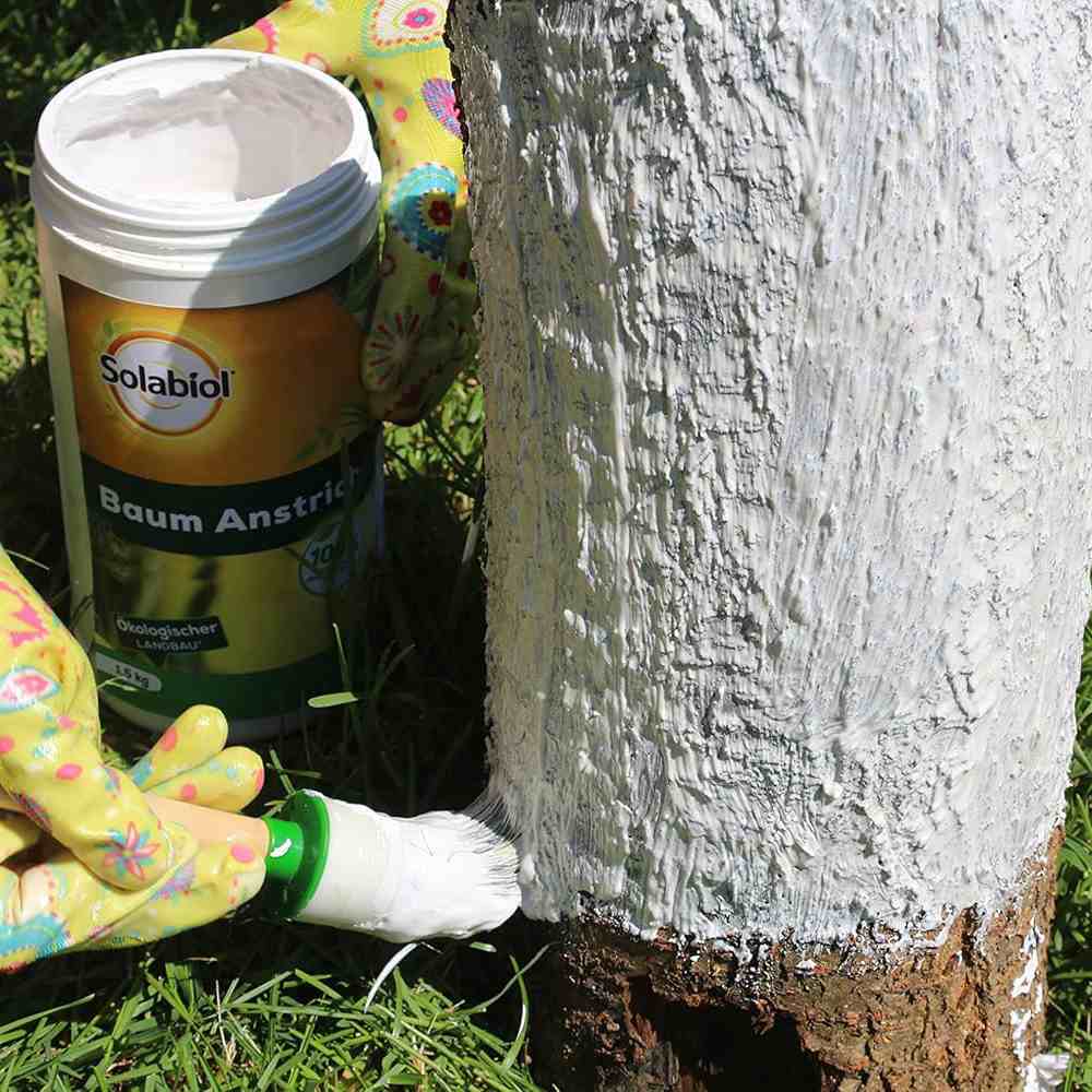 Vopsea trunchi arbori Solabiol, vopsea alba pentru protectie organica, 1 kg
