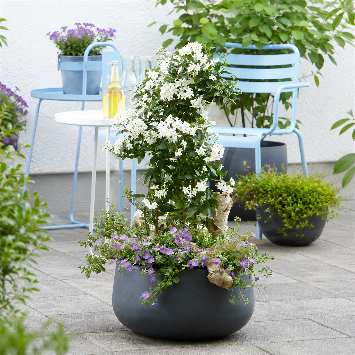 Жасмин Solanum jasminoides – катерливо растение с бели ароматни цветя