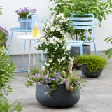 Жасмин Solanum jasminoides – катерливо растение с бели ароматни цветя