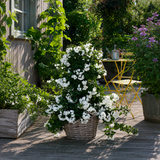 Жасмин Solanum jasminoides – катерливо растение с бели ароматни цветя