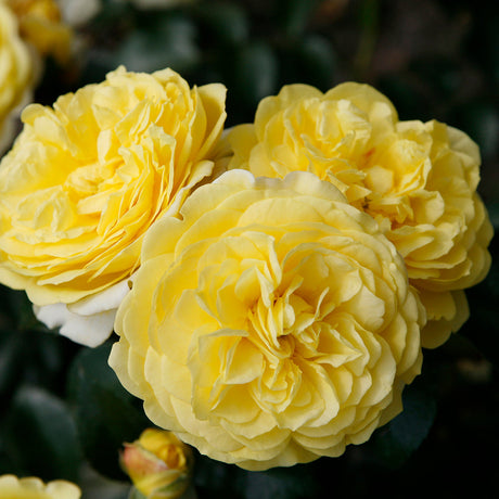 Trandafir Floribunda galben Solero, inflorire repetata