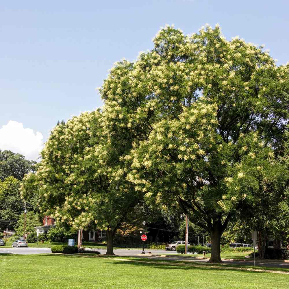 Salcam Japonez (Sophora Japonica), cu flori parfumate