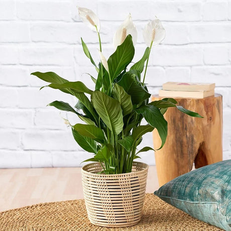 Crinul Pacii Spathiphyllum Chopin - 45 cm