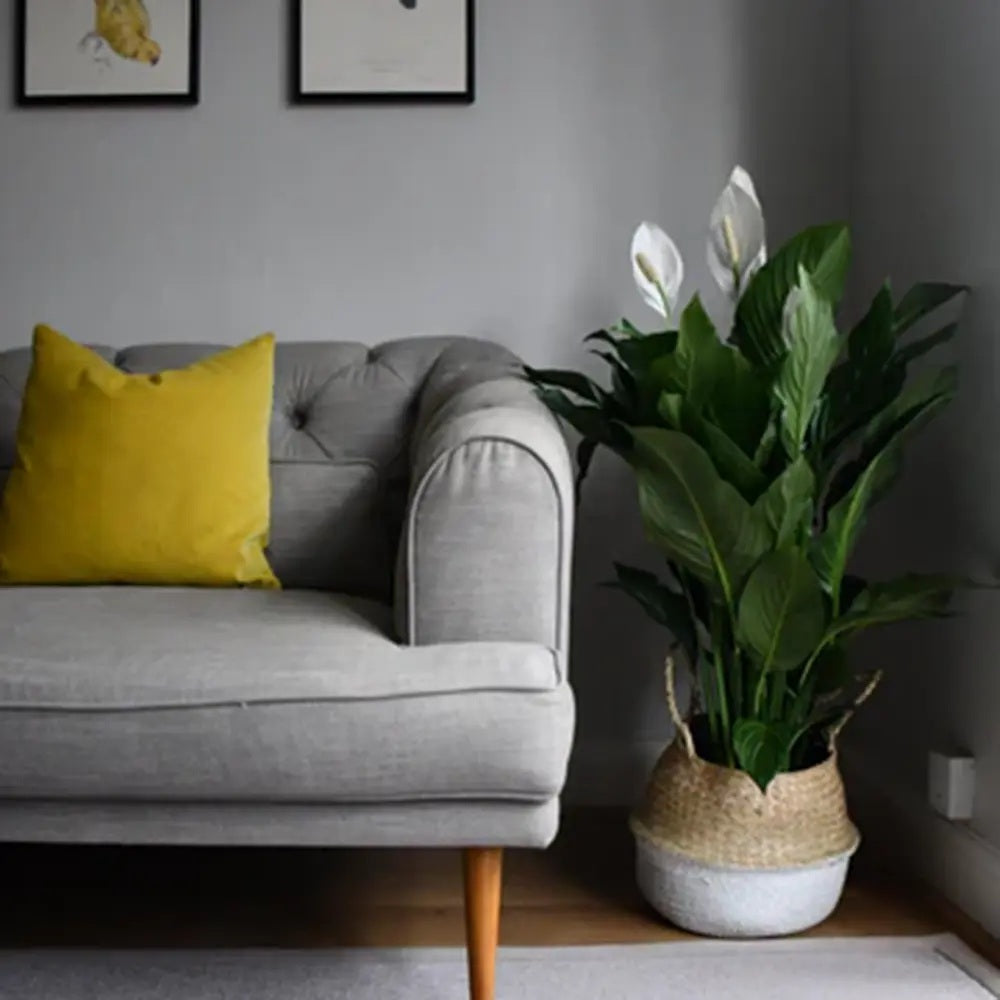 Лилия на мира (Spathiphyllum Verdi), пречиства въздуха, лесна за отглеждане - 110 см