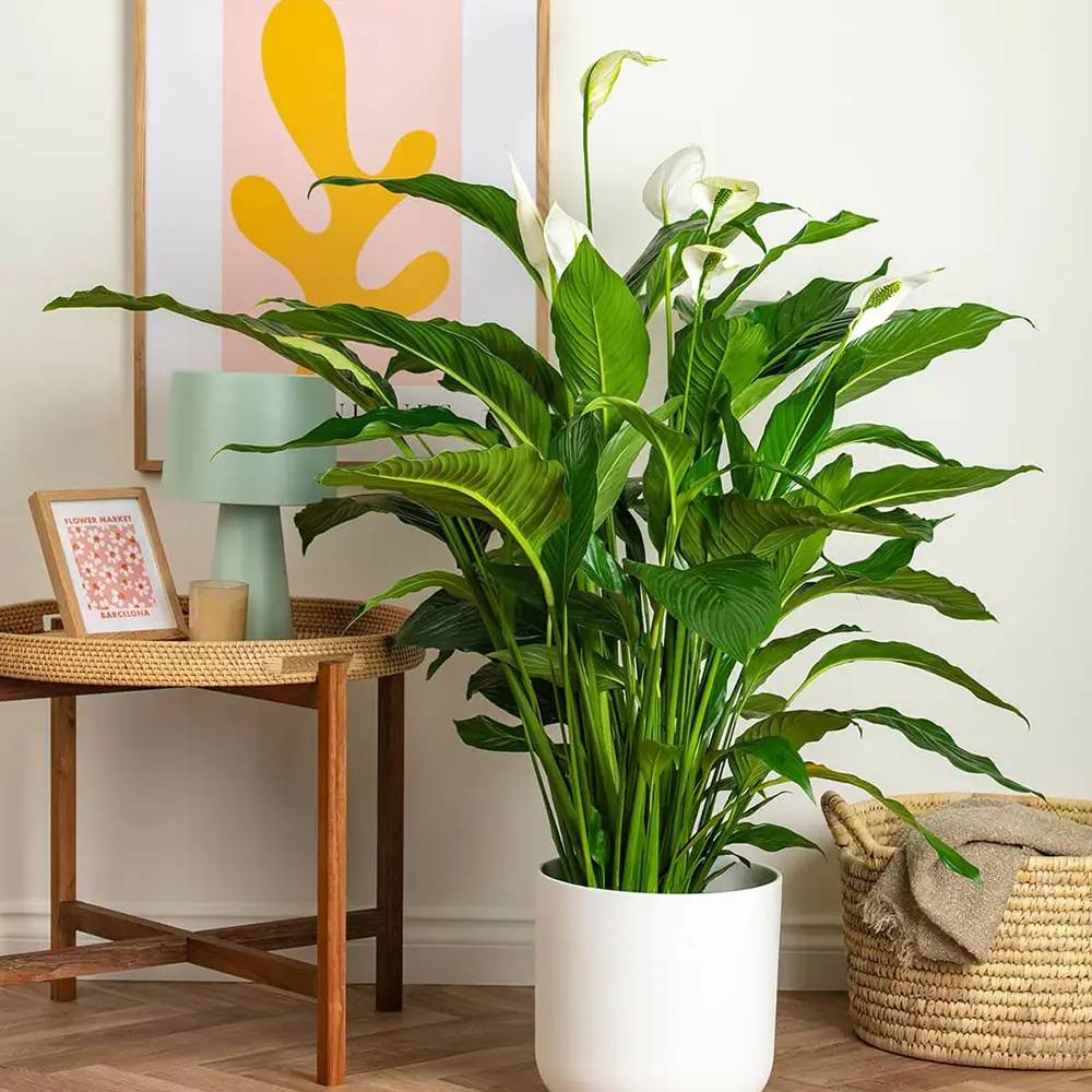 Crinul Pacii Spathiphyllum Verdi,  purificatoare de aer, usor de ingrijit - 80 cm