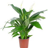 Кринът на мира Spathiphyllum Verdi, 75 см – елегантни бели цветове и лъскави зелени листа