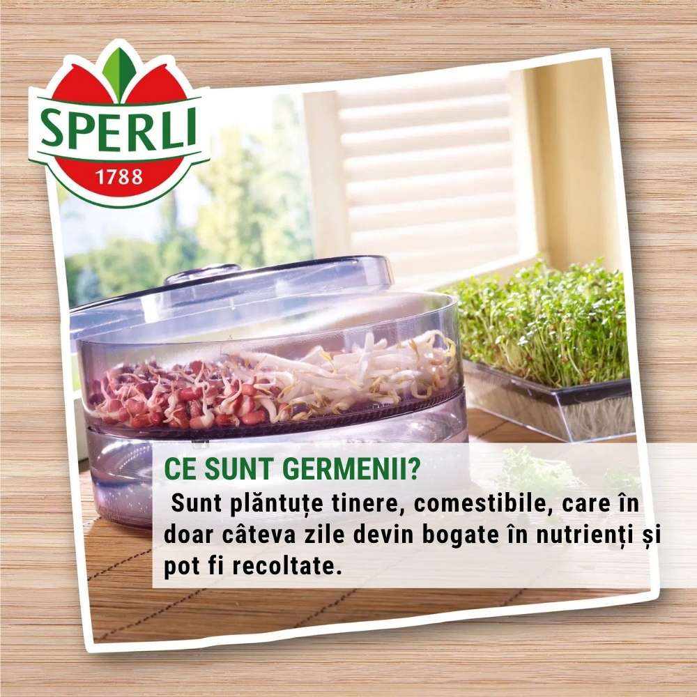 BIO lastari de fasole Mung – gust delicat si sanatos, 30 g, cu protectie germinatie
