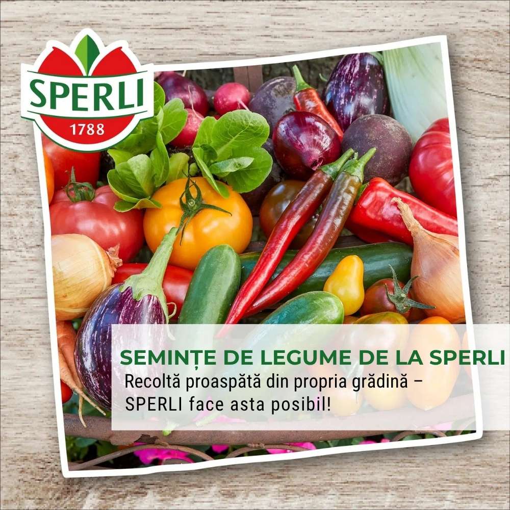 Seminte dovlecel Diamant F1 – fructe lucioase si uniforme