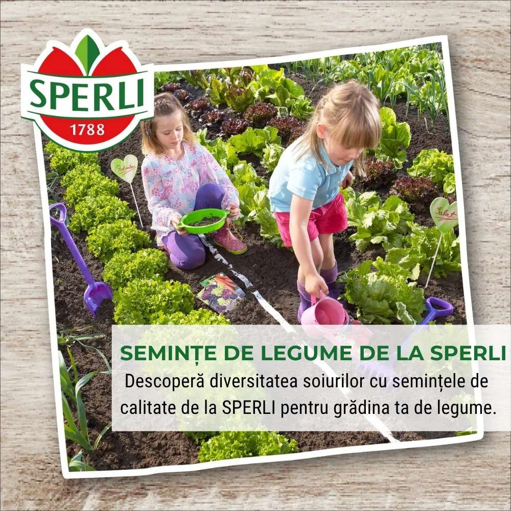 Seminte dovlecel Diamant F1 – fructe lucioase si uniforme