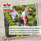 Seminte dovlecel Diamant F1 – fructe lucioase si uniforme