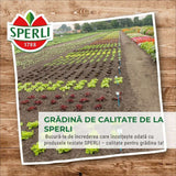 Seminte dovlecel Diamant F1 – fructe lucioase si uniforme