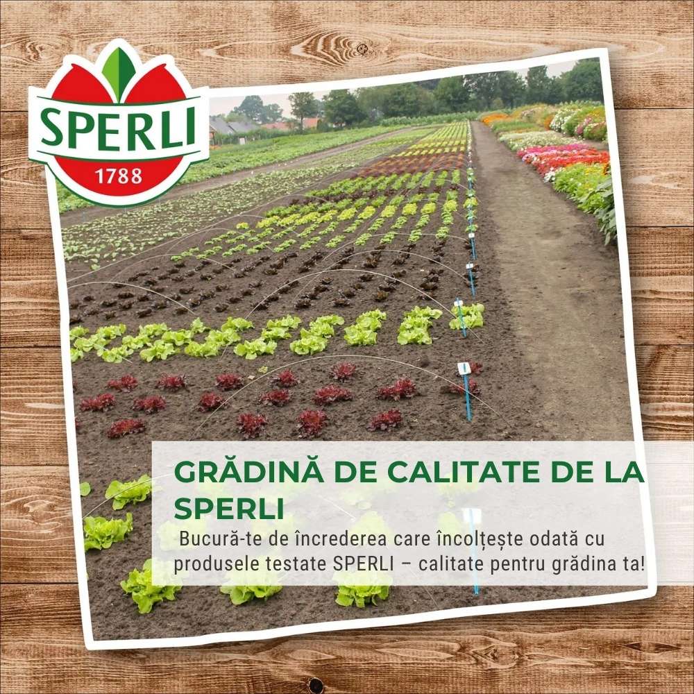 BIO Microgreens – seminte de mustar alb pentru salate, 50 g, cu protectie germinatie