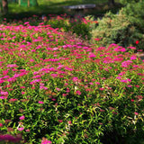 Cununita (Spiraea japonica) Anthony Waterer, arbust decorativ, flori roz, crestere rapida, gard viu mic