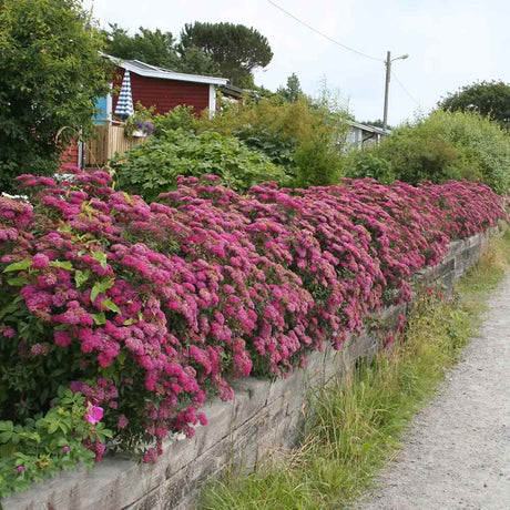 Cununita (Spiraea japonica) Anthony Waterer, arbust decorativ, flori roz, crestere rapida, gard viu mic