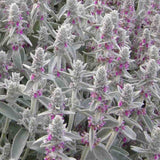 Urechea Mielului Silver Carpet,  frunze catifelate argintii covor decorativ gradina