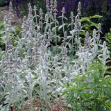 Urechea Mielului Silver Carpet,  frunze catifelate argintii covor decorativ gradina