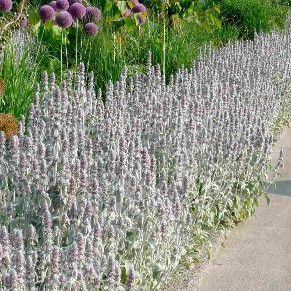 Urechea Mielului Silver Carpet,  frunze catifelate argintii covor decorativ gradina